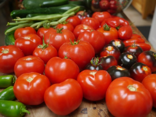Tomatoes_Harvest_1_FW